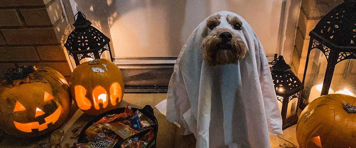 Cool Ideas for Involving Your Dog in Halloween Family Fun