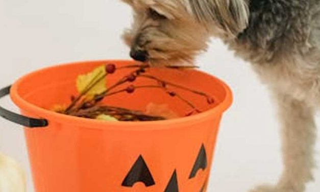 Anxiety: Helping Your Dog During Halloween Night