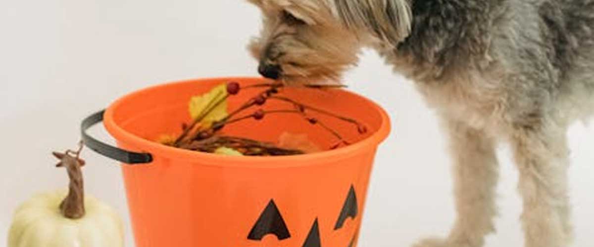 Anxiety: Helping Your Dog During Halloween Night