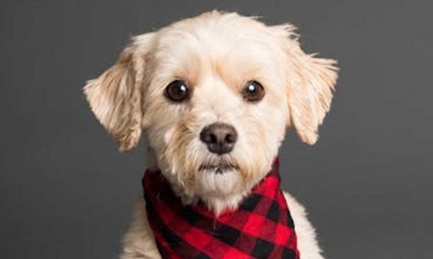 Guide to Using Hand Signals for Obedience Training Your Puppy
