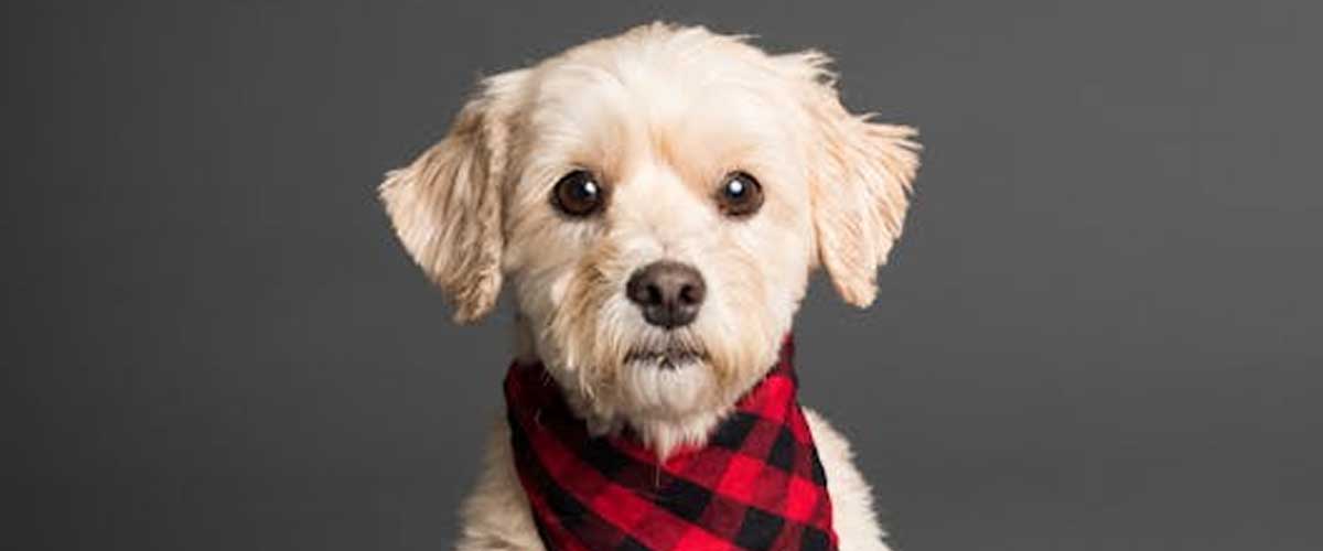 Guide to Using Hand Signals for Obedience Training Your Puppy