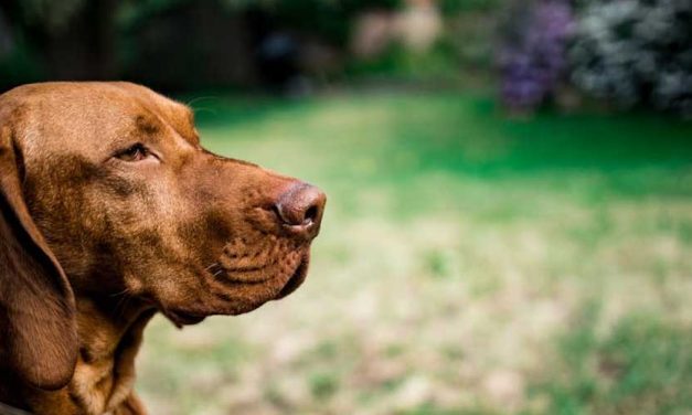 The Hanoverian Hound: A Unique Glimpse into an Ancient Breed