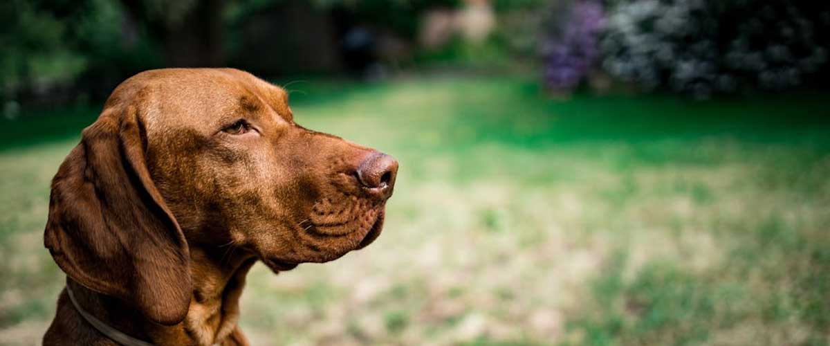 The Hanoverian Hound: A Unique Glimpse into an Ancient Breed