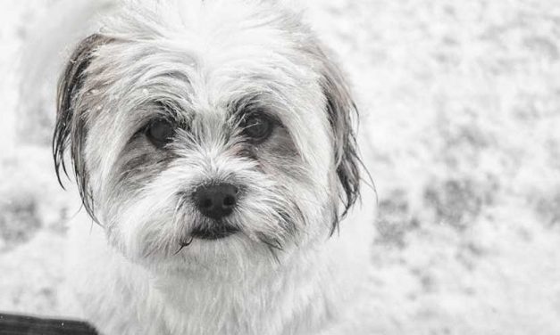 The Havanese Dog Breed: A Delightful Companion