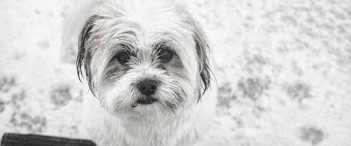 The Havanese Dog Breed: A Delightful Companion