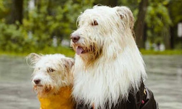 Top 15 Heaviest Dog Breeds in the World