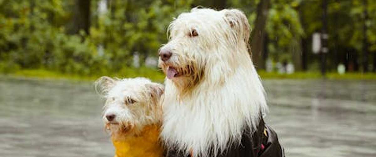 Top 15 Heaviest Dog Breeds in the World