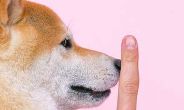 Guide to Training Your Dog for Hide and Seek Recall