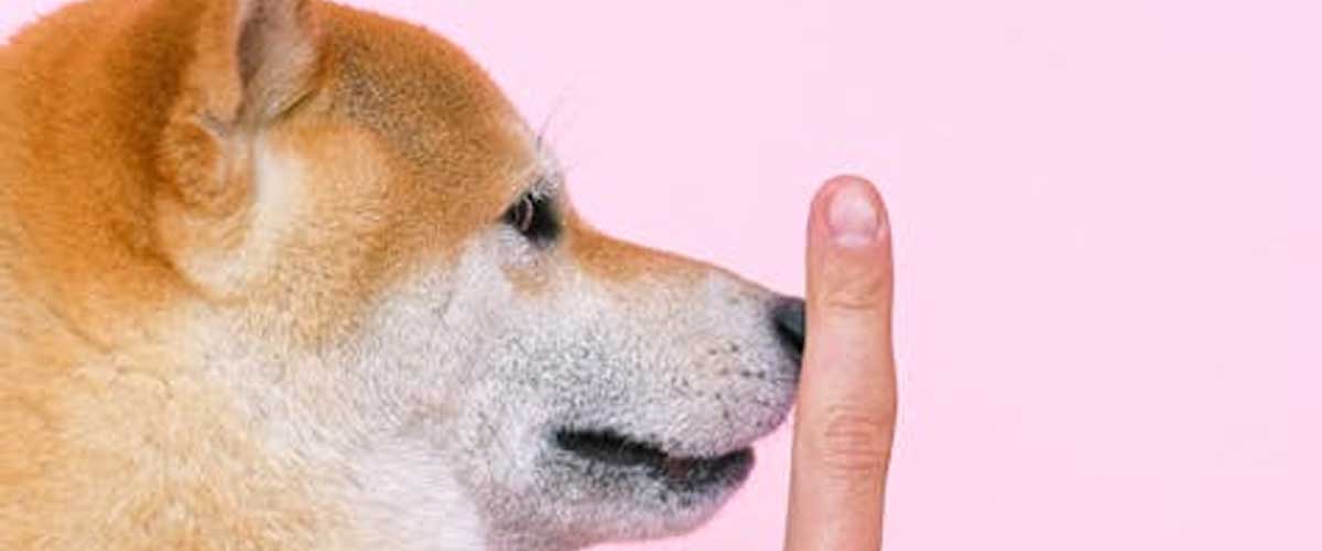 Guide to Training Your Dog for Hide and Seek Recall