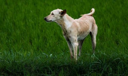 The Himalayan Sheepdog: A Majestic Guardian of the Mountains