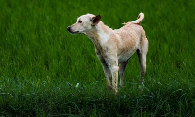 The Himalayan Sheepdog: A Majestic Guardian of the Mountains