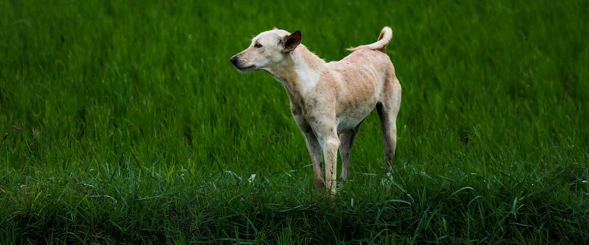 The Himalayan Sheepdog: A Majestic Guardian of the Mountains
