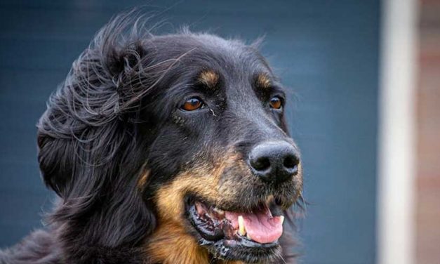 The Hovawart: A Noble Guardian and Loyal Companion