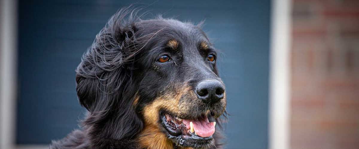 The Hovawart: A Noble Guardian and Loyal Companion