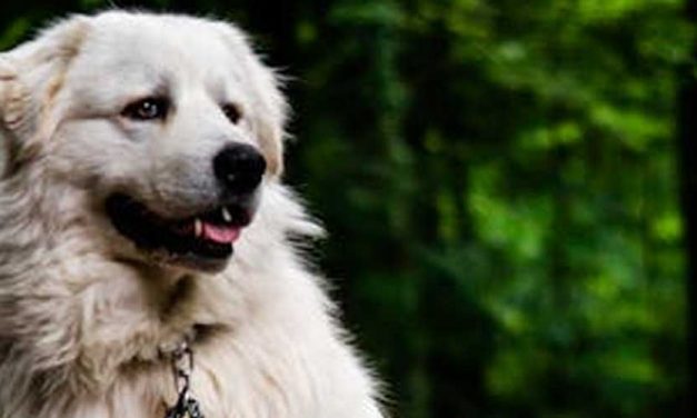 The Hungarian Kuvasz: A Guardian and Companion