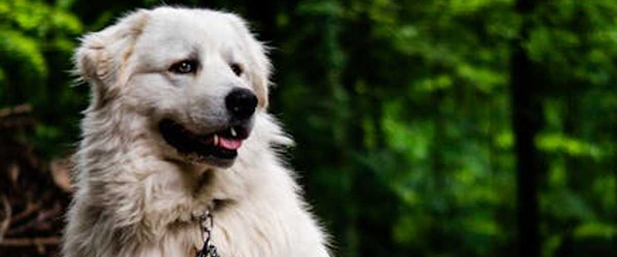 The Hungarian Kuvasz: A Guardian and Companion