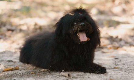 The Hungarian Puli: A Unique and Versatile Dog Breed
