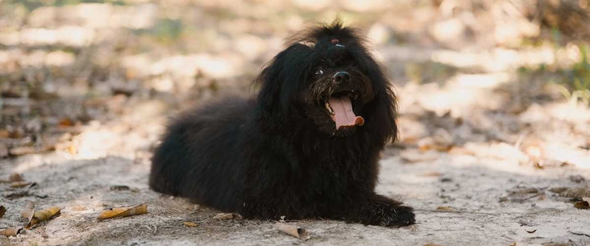 The Hungarian Puli: A Unique and Versatile Dog Breed