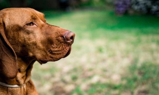 The Hungarian Short-haired Vizsla: A Loyal Companion and Versatile Athlete