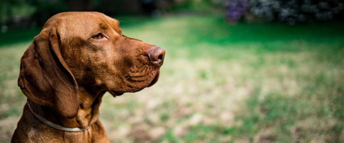 The Hungarian Short-haired Vizsla: A Loyal Companion and Versatile Athlete
