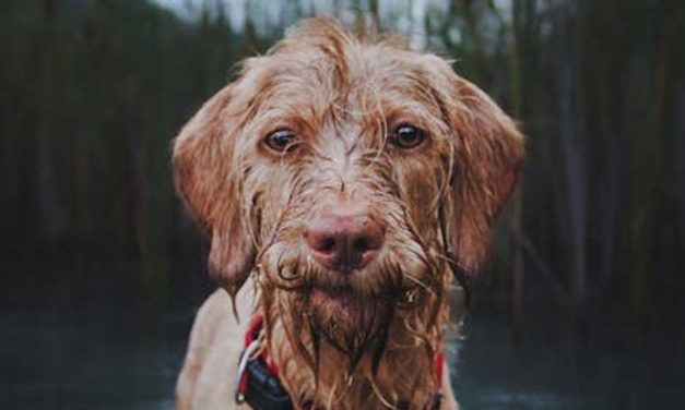 The Hungarian Wire-Haired Vizsla: A Distinguished Hunting Companion