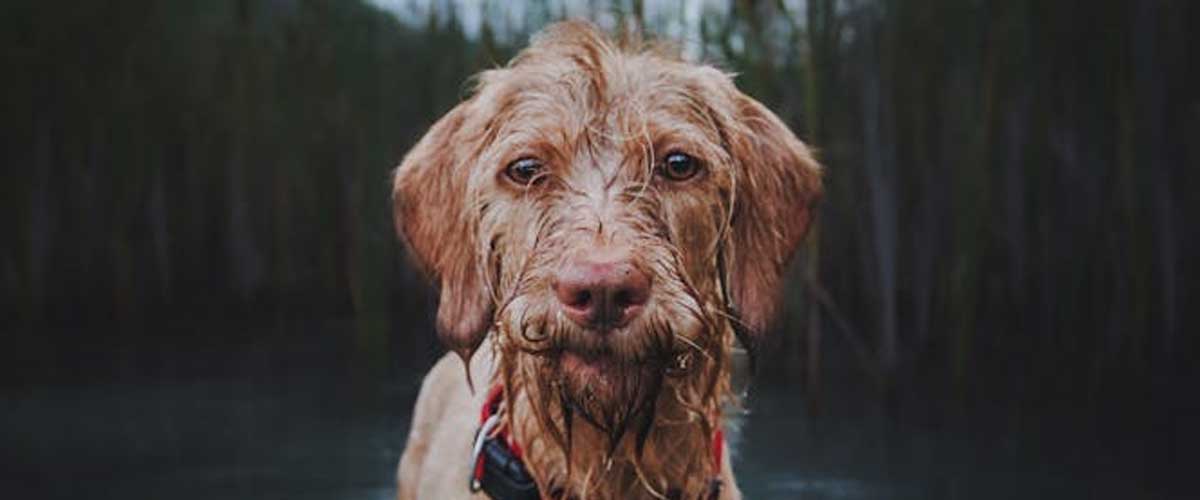 The Hungarian Wire-Haired Vizsla: A Distinguished Hunting Companion