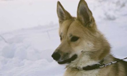 The Icelandic Sheepdog: A Charming Companion with a Rich Heritage