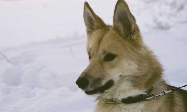 The Icelandic Sheepdog: A Charming Companion with a Rich Heritage