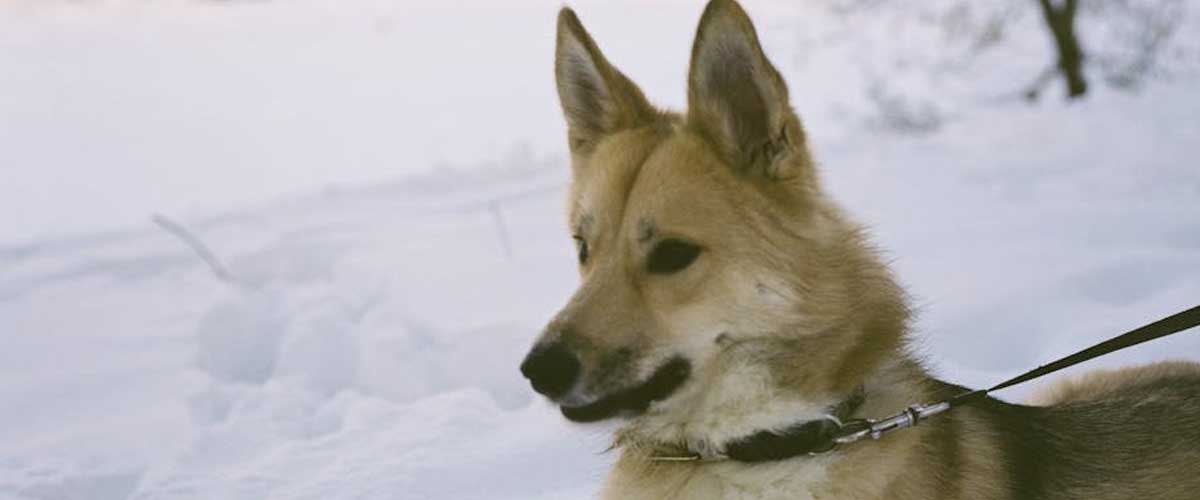 The Icelandic Sheepdog: A Charming Companion with a Rich Heritage