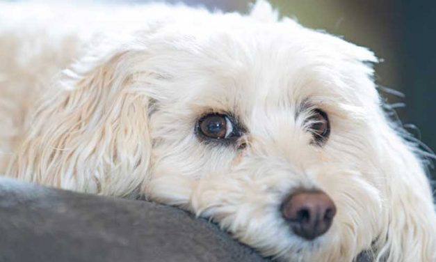 Why Sometimes You Need to Ignore Your Dog and Not Give Attention