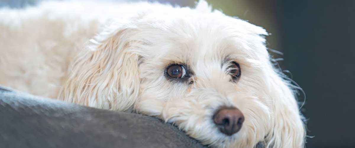 Why Sometimes You Need to Ignore Your Dog and Not Give Attention