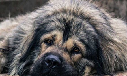 The Illyrian Sheepdog: A Guardian of Tradition