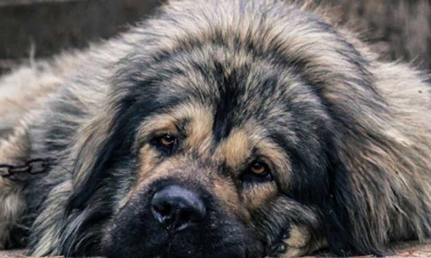 The Illyrian Sheepdog: A Guardian of Tradition