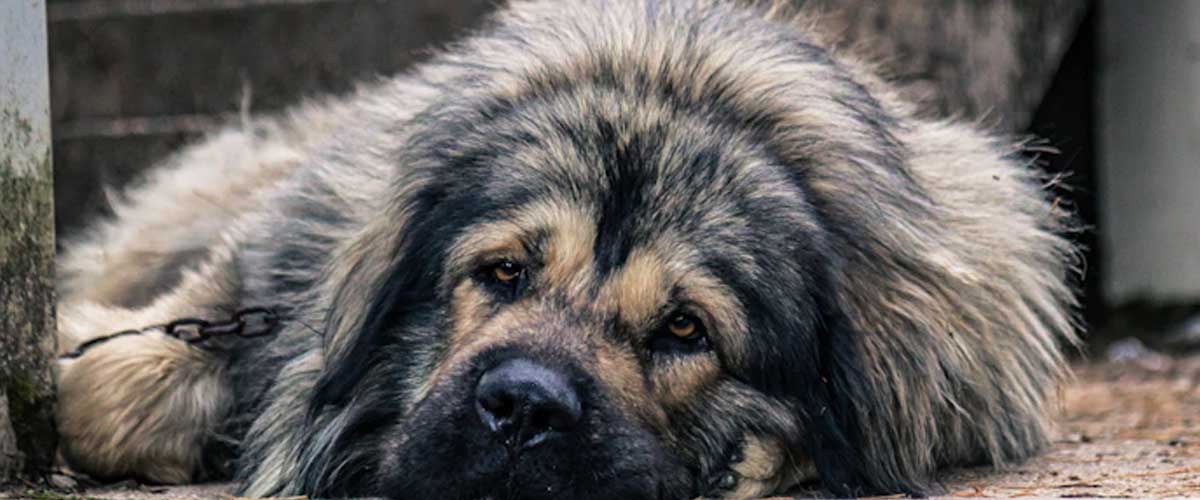 The Illyrian Sheepdog: A Guardian of Tradition