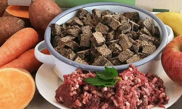Innocent Hound: A Gourmet Meal for Your Canine Companion