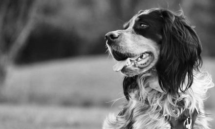 The Irish Red-and-White Setter: A Charming Companion