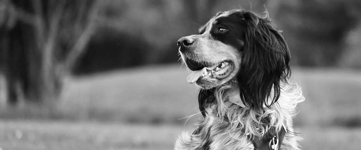 The Irish Red-and-White Setter: A Charming Companion