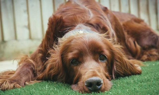 The Irish Setter: A Joyful Companion with a Rich Heritage