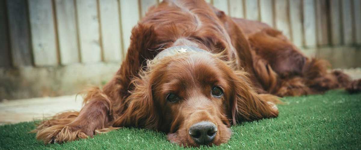 The Irish Setter: A Joyful Companion with a Rich Heritage