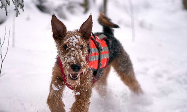 The Irish Terrier: A Noble and Affectionate Companion
