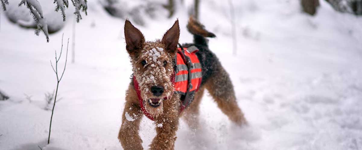 The Irish Terrier: A Noble and Affectionate Companion