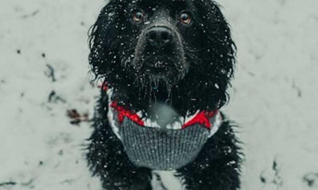The Irish Water Spaniel: An Overview of the Unique and Versatile Breed