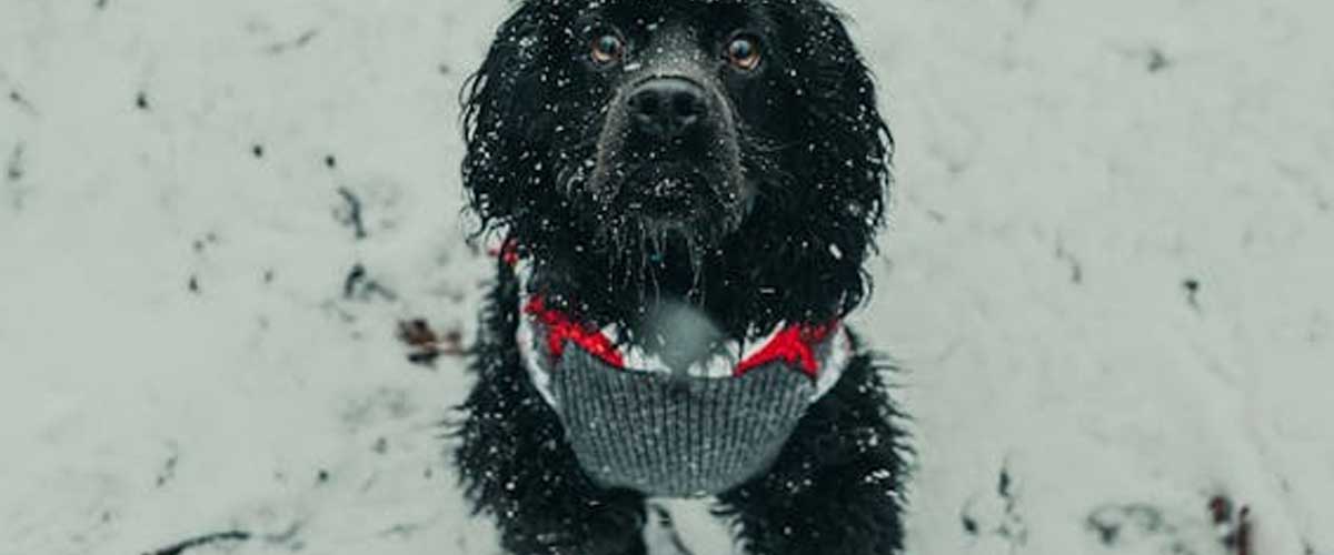 The Irish Water Spaniel: An Overview of the Unique and Versatile Breed