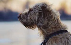 irish wolfhound