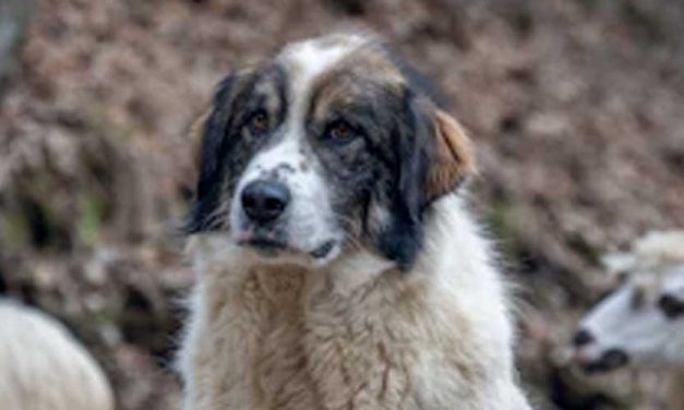The Istrian Shepherd Dog: A Noble Guardian of the Pastoral Lands