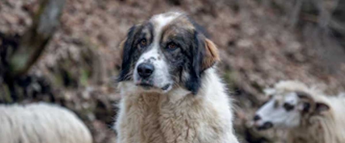 The Istrian Shepherd Dog: A Noble Guardian of the Pastoral Lands