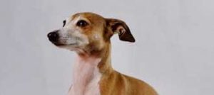 italian greyhound
