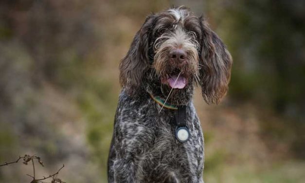 The Italian Spinone: A Loyal Companion and Versatile Hunter