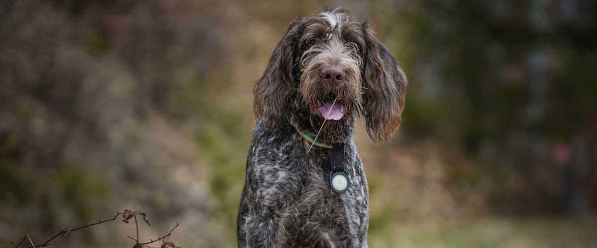 The Italian Spinone: A Loyal Companion and Versatile Hunter