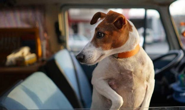 The Jack Russell Terrier: A Comprehensive Guide to a Spirited Breed